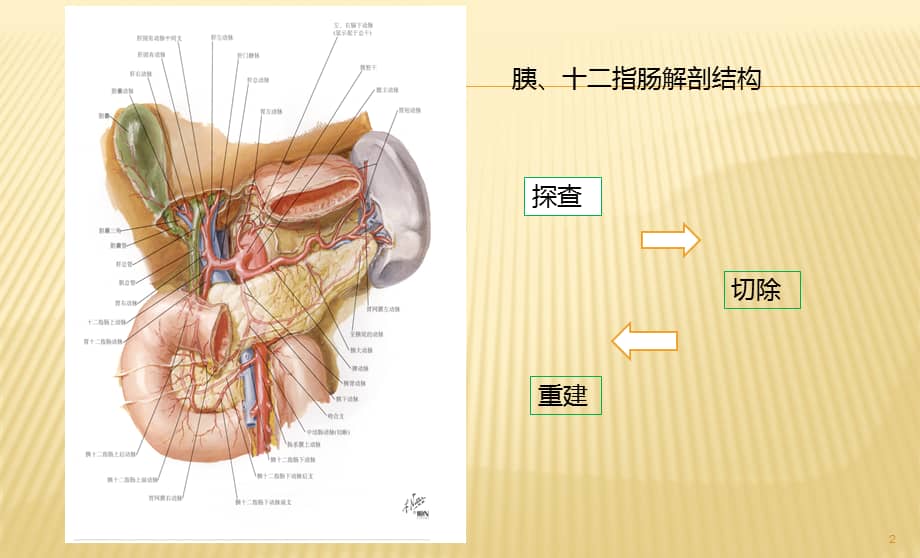 胰十二指肠切除术术式图解ppt课件pptx
