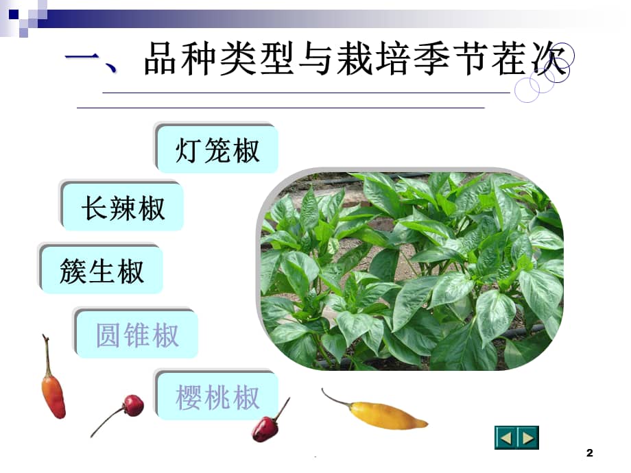 辣椒简介及其高产栽培技术ppt课件ppt