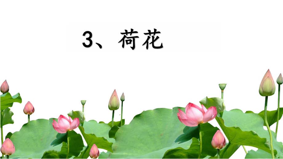 部编版三年级下册语文3荷花课件ppt21页ppt