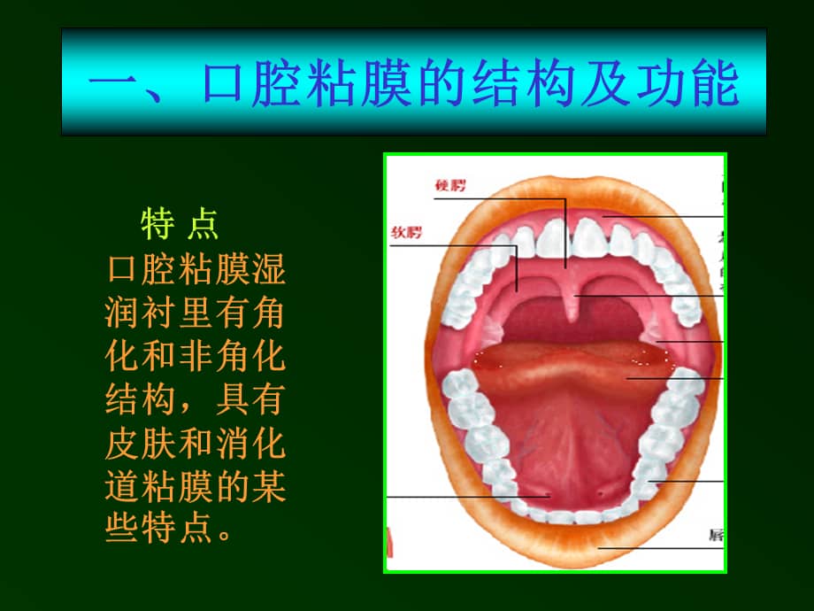 口腔溃疡诊断鉴别课件.ppt_第2页