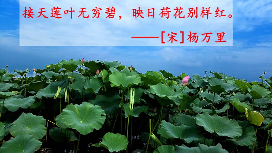 三年级语文下册课件《3 荷花》11部编版(共13张ppt).pptx_第2页