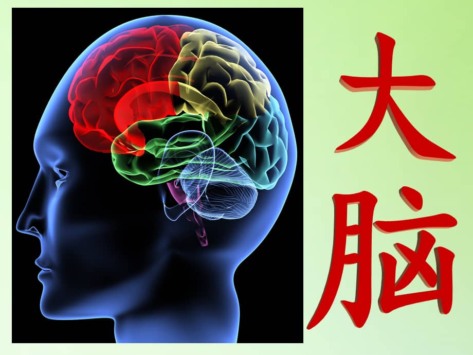五年级科学下册课件《5.1 大脑2》苏教版(共18张ppt).pptx_第2页