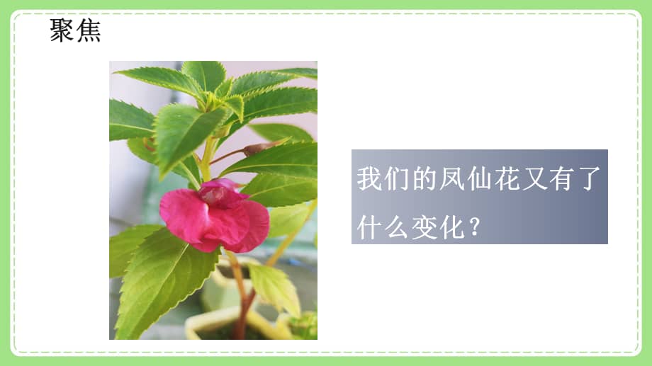 新教科版四年级小学科学下册第一单元5凤仙花开了课件pptx