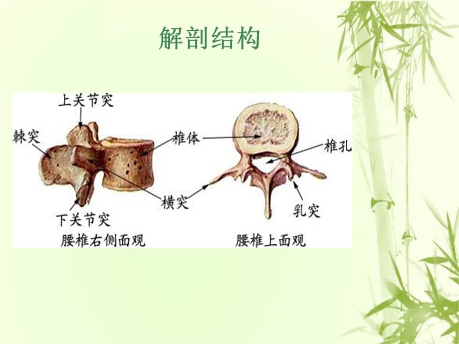 腰椎压缩性骨折护理查房培训课件ppt