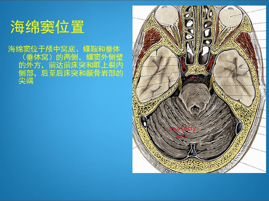 海绵窦综合征ppt课件ppt