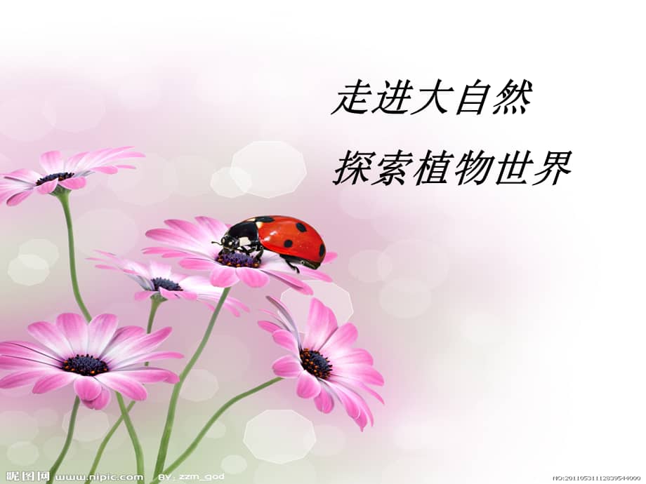 二年级语文上册一粒种子的旅行课件ppt