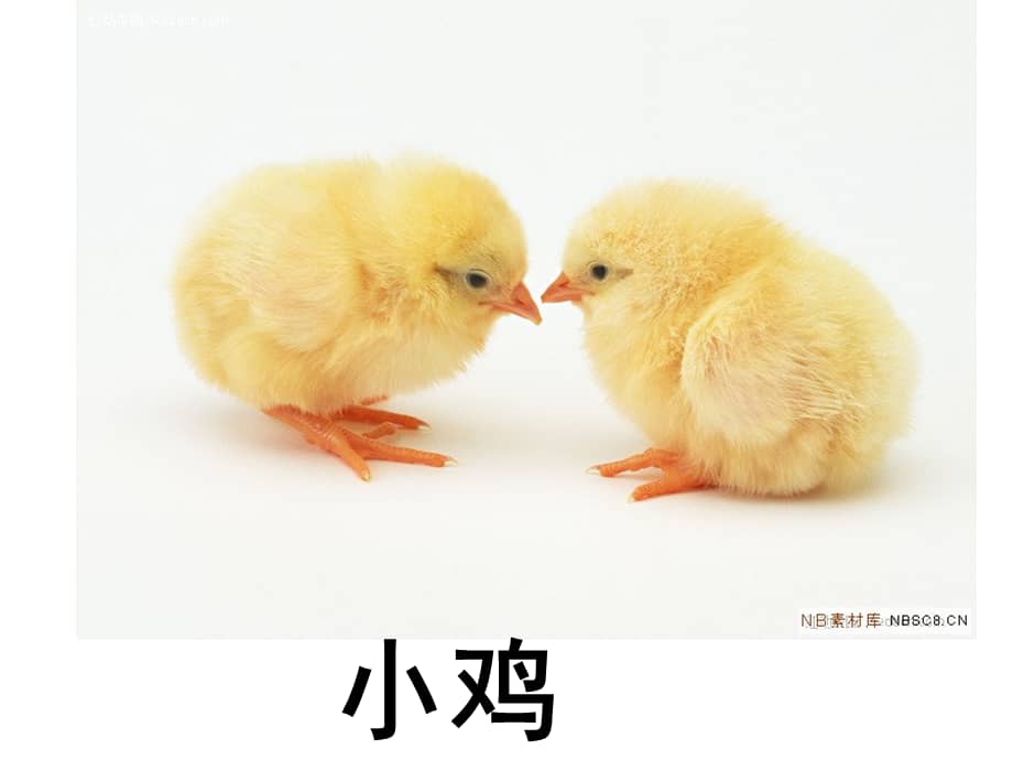 幼儿园小班:认识动物课件.ppt_第3页