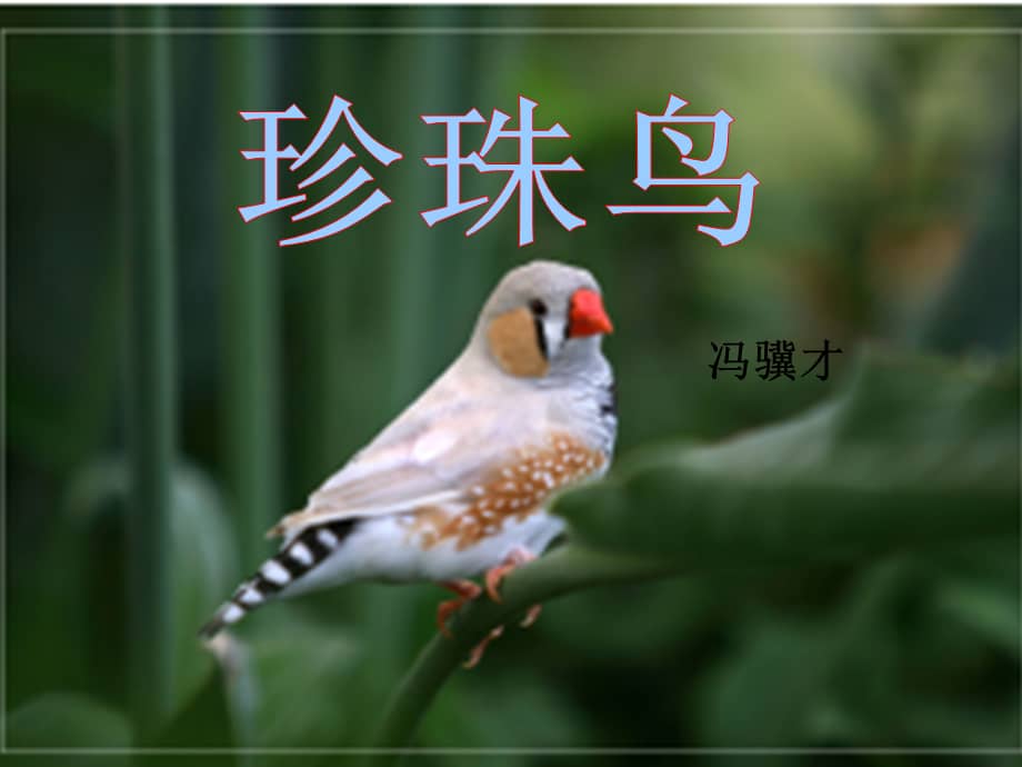部编版五年级语文上册16珍珠鸟公开课ppt课件ppt